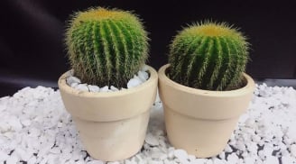 Những vật phẩm dù đẹp mấy cũng không được để trên bàn làm việc kẻo sự nghiệp tuột dốc không phanh