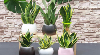 5 loại cây đặt trong nhà chẳng khác nào điều hòa, giúp hạ nhiệt tới 10 độ mà không mất đồng nào