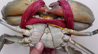 Mẹo hay từ người ngư dân: Cách phân biệt cua biển Cà Mau thật - giả