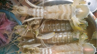 Cách chọn mua bề bề tươi ngon, nhiều thịt, chỉ người dân vùng biển mới biết