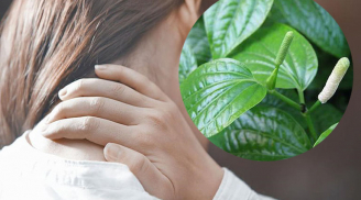 Chữa đau vai gáy chỉ với 1 nắm lá lốt và ngải cứu: Sau 3 ngày sẽ thấy kì diệu