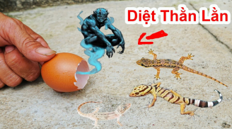 Mẹo đuổi thạch sùng ra khỏi nhà hiệu quả nhất