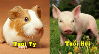Tử vi thứ Tư ngày 21/7/2021 của 12 Shbet888.com nhà cái uy tín: Tý tình hình Shbet800 tải ứng dụng kém sắc, Hợi cần xốc lại tinh thần