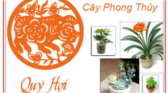 Tuổi Hợi hợp cây gì? Loại cây phong thủy hợp mệnh mà tuổi Hợi nên trồng trong nhà để thu hút tài lộc