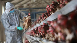 Hà Nội: Xuất hiện dịch cúm gia cầm A/H5N8 có thể lây sang người