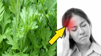 Bị đau đầu hoa mắt chóng mặt, cứ lấy nắm lá ngải cứu rang lên thêm vài hạt muối: Dứt điểm cơn đau