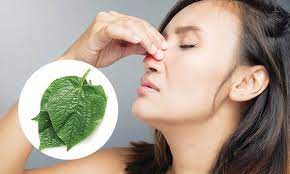 Ai bị viêm mũi, viêm xoang: Áp dụng ngay bài thuốc với loại lá quen thuộc, chẳng tốn tiền mua thuốc