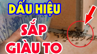 Thấy kiến bò thành đàn vào nhà là điềm báo phong thủy tốt hay xấu?