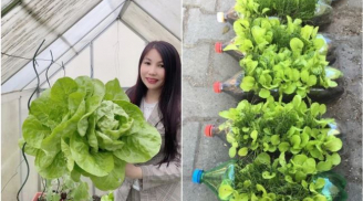 Rắc muối lên vườn rau quanh nhà, con dâu khiến mẹ chồng 'mở mang tầm mắt' khi thấy rau xanh non mỡ màng