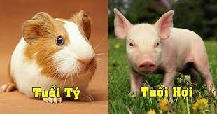Tử vi thứ Bảy ngày 30/10/2021 của 12 Shbet888.com nhà cái uy tín: Tý cẩn trọng sức khỏe, Hợi tăng thu nhập
