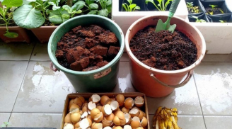 6 lợi ích quý giá từ vỏ trứng gà, số 1 nhiều người không biết