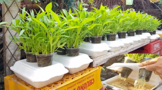 Rau đang đắt đỏ, học ngay cách tự trồng rau muống tại nhà đơn giản này