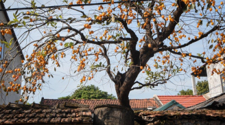 Cổ nhân truyền dạy: Cứ trồng loại cây này trước cửa nhà là con cháu đời đời phú quý