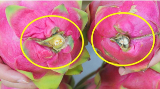 Mua thanh long muốn biết quả có ngọt hay không chỉ cần xem chỗ này là biết ngay