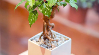 5 loại cây cảnh nảy lộc vào mùa hè, trồng trong nhà giúp tụ tài