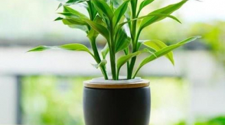 Trồng 5 loại cây cảnh này trong cửa hàng, kinh doanh một vốn bốn lời, giàu lên trông thấy