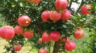 Ông bà trồng 3 loại cây may mắn này, con cháu giàu sang, vinh hoa, đời đời hưởng phúc