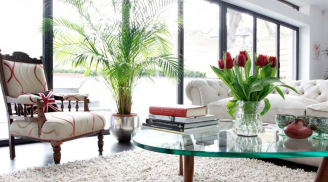 Đặt cây cảnh ở 4 vị trí này, cây trổ lộc không ngừng, chủ nhà làm ăn hốt vàng hốt bạc