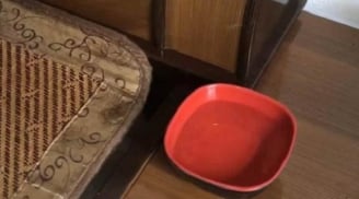 Đặt bát nước, thêm vài giọt dầu gió cạnh giường, muỗi không dám 'bén mảng', ngủ ngon giấc cả đêm