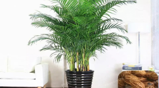 5 loại cây cảnh xua đuổi tà khí, mời gọi Thần Tài, trồng 1 cây cũng đủ cả đời sung túc