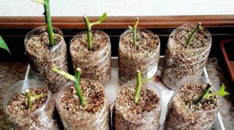 Giâm hoa từ cành cứ áp dụng 3 mẹo này, vừa đơn giản lại cho tỉ lệ sống cao