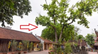 '5 loại cây trồng trong dương trạch, không nghèo cũng bại vong', đó là 5 cây gì?