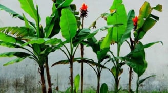Trồng 4 cây này sau nhà, may mắn ngập tràn, con cái thành tài, đời đời hưởng phúc