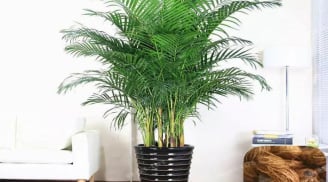 5 loại cây trồng dẹp hết xui rủi, rước may mắn đến nhà, giúp chủ nhà làm đâu thắng đó