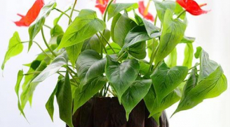 5 loại cây cảnh vượng khí vượng tài, giúp chủ nhà sức khỏe dồi dào, làm ăn phát đạt