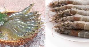 Bảo quản tôm chỉ cần thêm vài hạt này, trữ đông cả tháng vẫn chắc thịt, tươi ngọt như mới mua về