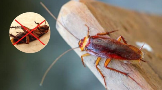 10 cách đuổi gián ra khỏi nhà vĩnh viễn, vừa đơn giản lại rẻ tiền, ai làm cũng được