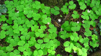 4 loại cây trồng xua đuổi hết xui rủi, rước may mắn vào nhà, ai trồng thì khỏe mạnh, làm gì cũng thành công