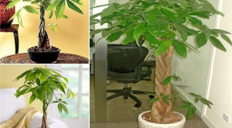 5 loại cây cảnh 'ăn tiền thiên hạ', chủ nhà đặt ở phòng khách thì tài lộc cực đỉnh, Shbet16 chơi game trực tuyến lên hương