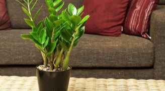 5 cây cảnh phong thủy hút lộc, ăn tiền, giúp dân văn phòng vượng đường thăng tiến, tiền về đầy túi