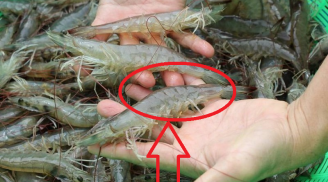 Dân biển tiết lộ: 4 chỗ phải nhìn để chọn mua được tôm tươi ngon, 10 con chất lượng cả 10