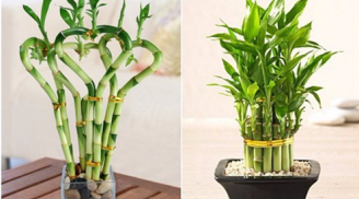 3 cây cảnh vượng tài, vượng lộc, vượng nhân duyên, người giàu thường trồng ở trong nhà