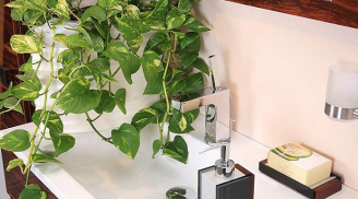 7 loại cây cảnh hút ẩm cực tốt, thanh lọc không khí, nhanh nhanh đặt một chậu ở phòng tắm