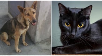 Cổ nhân nói: 'Mèo đến nhà thì khó, chó đến nhà thì sang', lí do đằng sau là gì?
