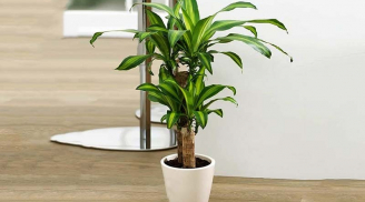 4 loại cây cảnh chiêu tài gọi lộc, chủ nhà để trong phòng khách thì phất lên không ngừng, tiền tài như nước chảy