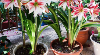 5 cây cảnh chiêu tài, cầu may, chủ nhà trồng 1 cây để gia đạo bình an, sự nghiệp vượng phát