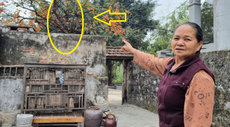 Người xưa dặn rồi: Nghèo cũng đừng chặt 3 cây này, con cháu về sau hưởng đại phúc, đó là cây gì?