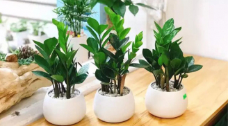5 loại cây cảnh đón tài, hút lộc, người giàu thường trồng ở ban công nhưng người nghèo lại không trồng