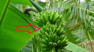 Tổ tiên truyền lại: 4 cây trồng trước nhà không lục đục cũng bại vong, trồng sau nhà con cháu 3 đời hưởng lộc