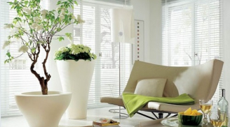 Chọn đúng vị trí đặt cây cảnh trong nhà để cầu được ước thấy, của nả chất đầy nhà