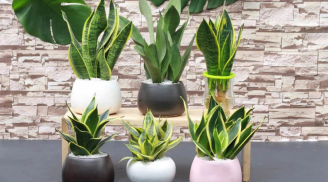 5 loại cây xua đuổi vận xui, đón vượng khí về nhà, giúp gia chủ 3 đời hưởng lộc