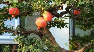 4 cây cảnh nhà giàu thích trồng ở sân nhà, trồng 1 cây dòng họ ba đời giàu sang, hưng vượng