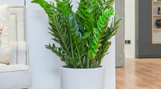 Đặt cây cảnh đúng vị trí phong thủy, tài lộc vào như nước, tiền nhiều chất như núi