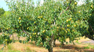 Tổ tiên đã dặn: 'Sân nhà không trồng 3 cây cảnh, phòng khách không bày 3 đồ vật', kẻo hao tài, tán lộc