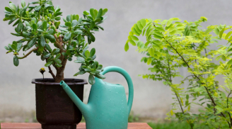 5 cây cảnh bonsai tuyệt đẹp, trồng 1 cây phúc lộc truyền từ đời này qua đời khác