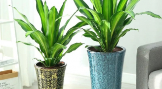 4 cây cảnh dưỡng người, hút lộc, trồng ở nhà nào, nhà ấy làm ăn phất phát